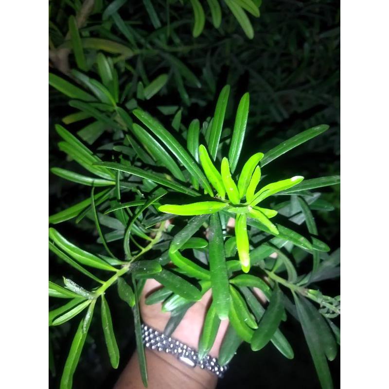 Bahan Bonsai Lohansung Kapsul 50cm up