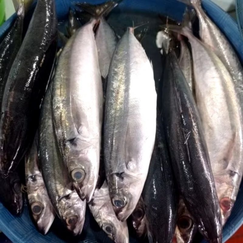 

Ikan Dencis Dungun
