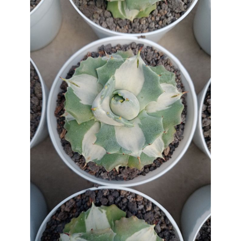 AGAVE OHIRAIJIN  WHITE VARIEGATA