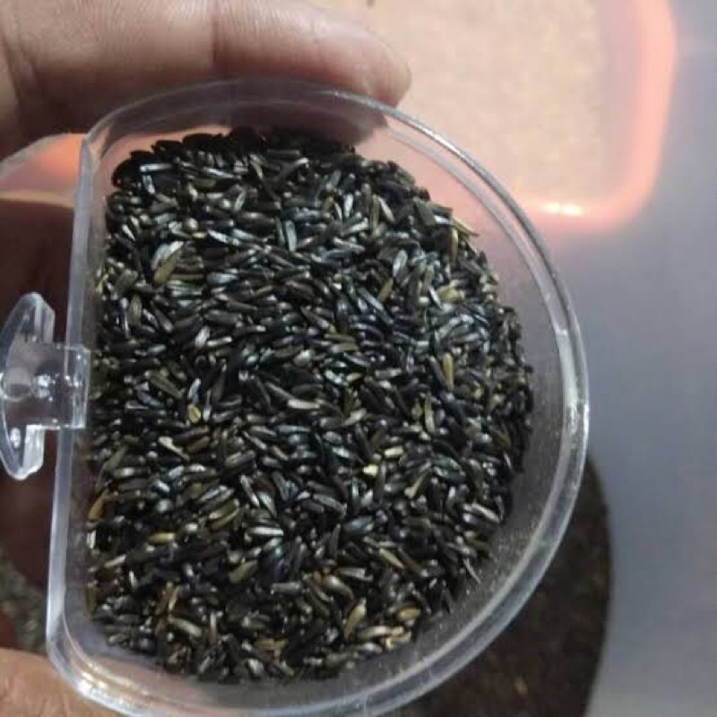 NIGER SEED Pakan Burung kemari parkit perkutut love bird sanger mozambik