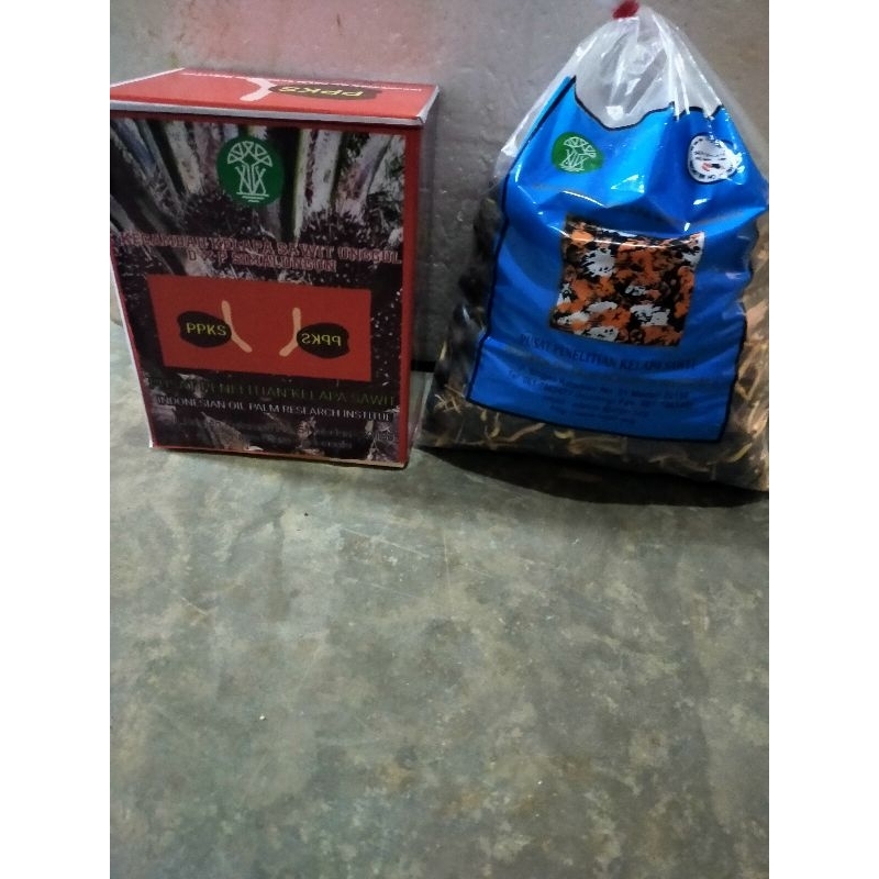 benih kecambah kelapa sawit simalungun