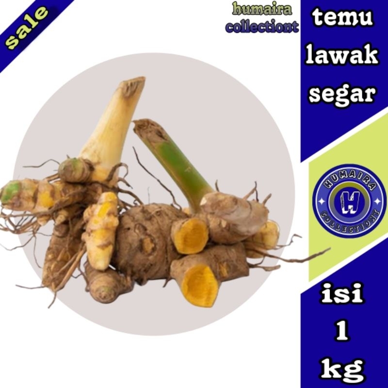 

Biang Temulawak Kunyit Putih segar 1 kg Humaira Collectiont