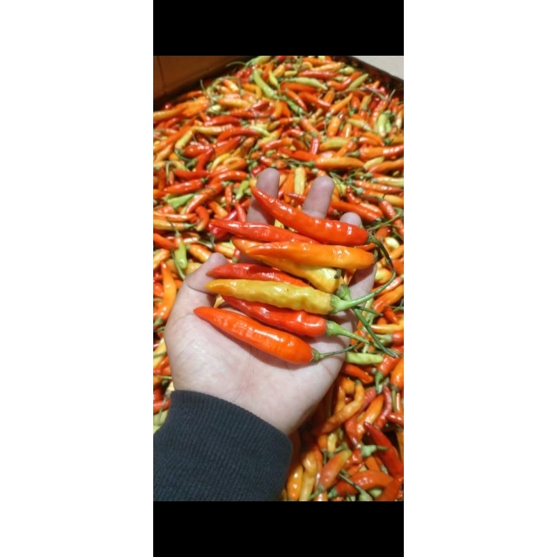 

cabe rawit merah / cabe setan 500gram