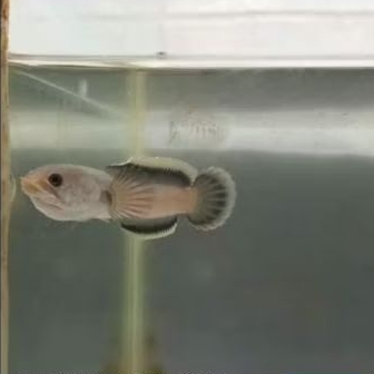 Sticker Limbata 5-7cm