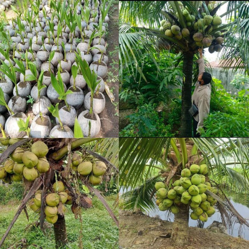 Kelapa Pohon Kelapa Hibrida, Pohon Kelapa Hijau