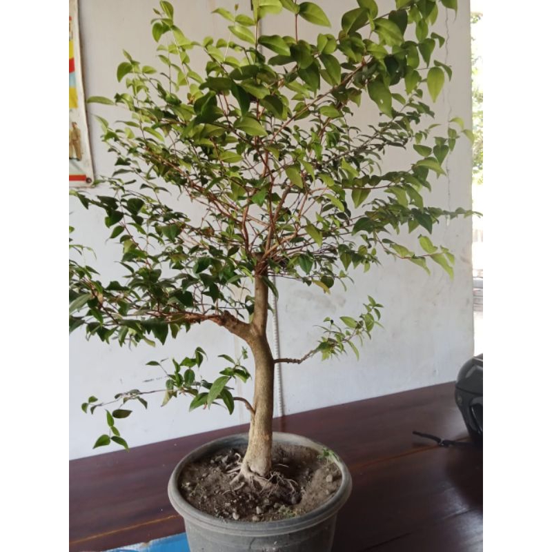 bonsai dewandaru - cermai belanda siap pajang real picture