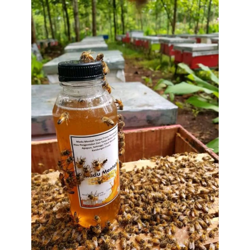 

Madu Multiflora Super 100% Asli Tanpa Pemanis Buatan