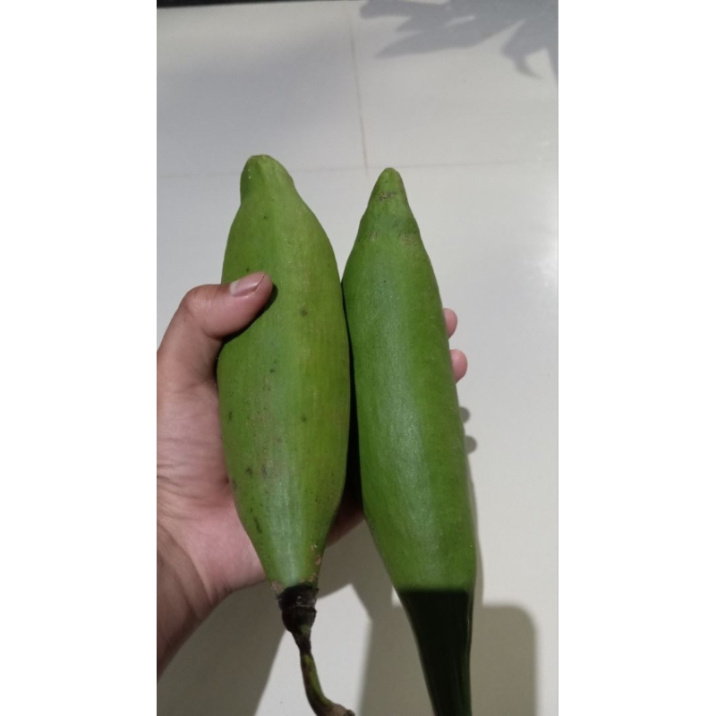 

BUAH KAPUK RANDU MUDA /PERBUAH 1KG