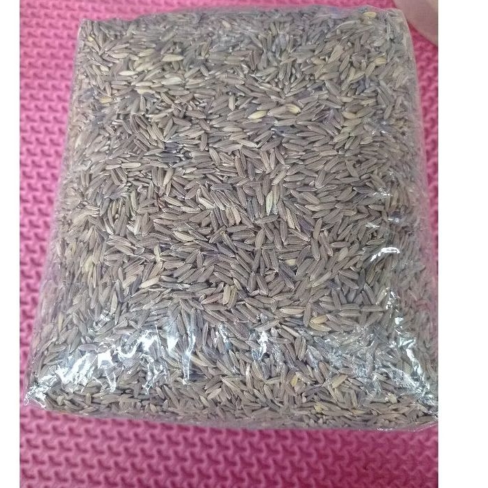 Bibit gabah ketan hitam 100har panen i per 2kg