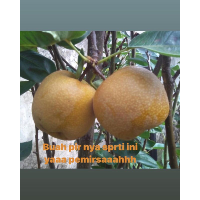 

BIBIT TANAMAN BUAH PIR NASHI Hasil Cangkok