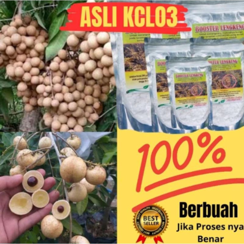 Booster Kelengkeng Nusantara,Booster Kelengkeng Murni ,Pupuk Kelengkeng Murni