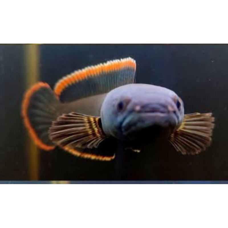 LIMBATA WC 10-15 CM SINGLE TANK RIM TEBAL MANGAP MAGAP (COD)