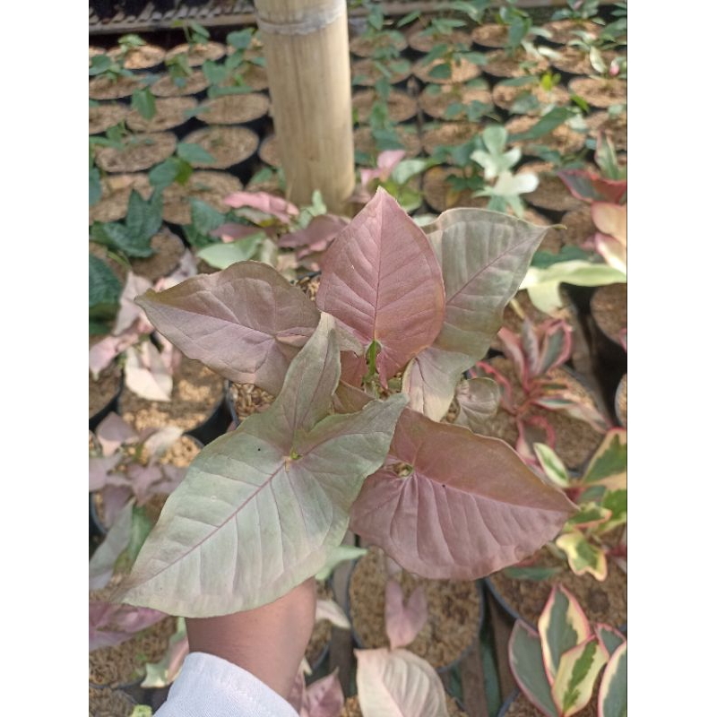syngonium pink robusta