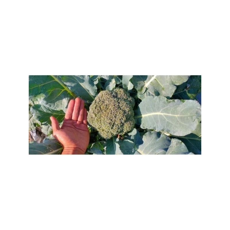 SALSABILA_GARDEN-Bibit brokoli hijau siap tanam