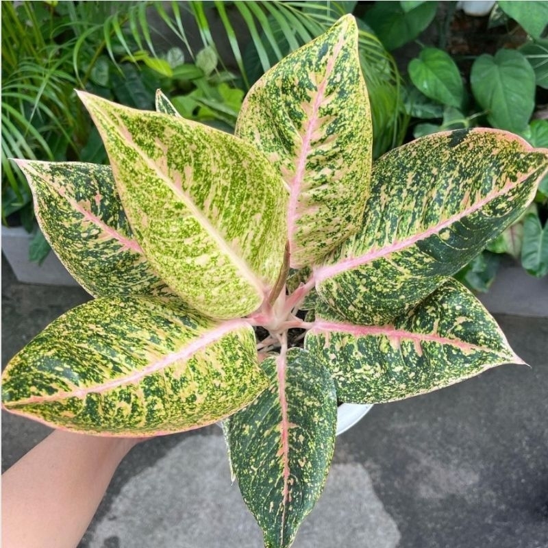 aglonema shinta tanaman hias cantikk murah meriah