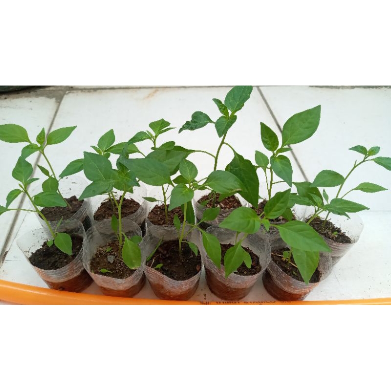 Bibit cabe rawit hijau caplak cengek