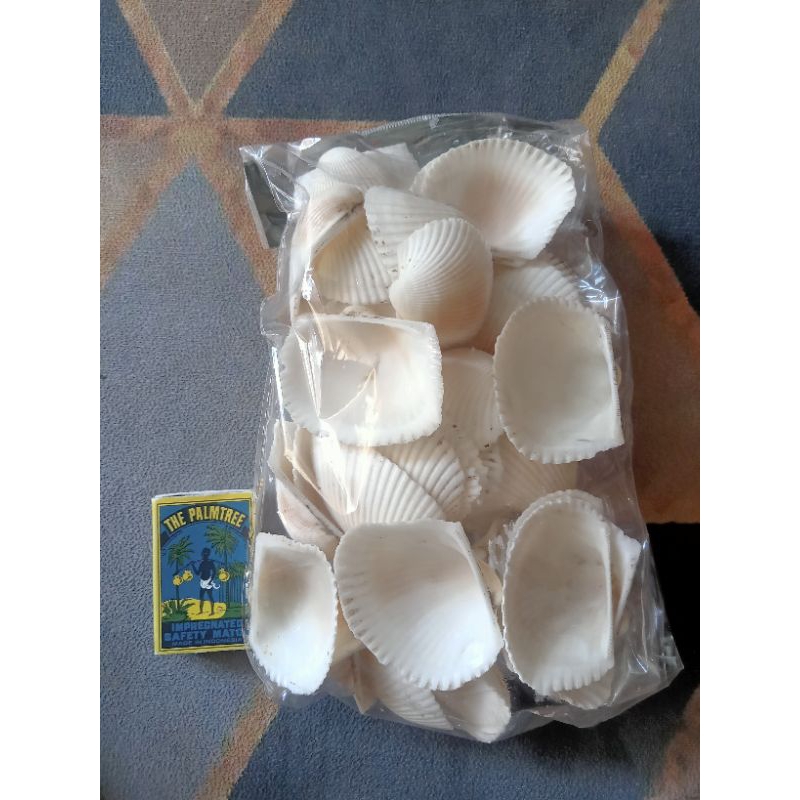 CANGKANG KERANG DARA JUMBO