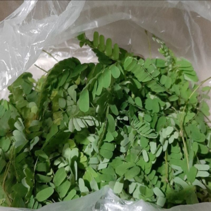 

Daun Saga Segar Daun Sogo Fres Per Bungkus