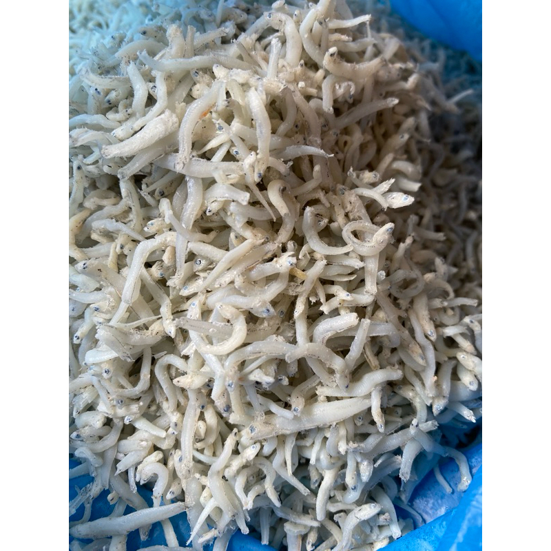 

Teri nasi kecil termurah