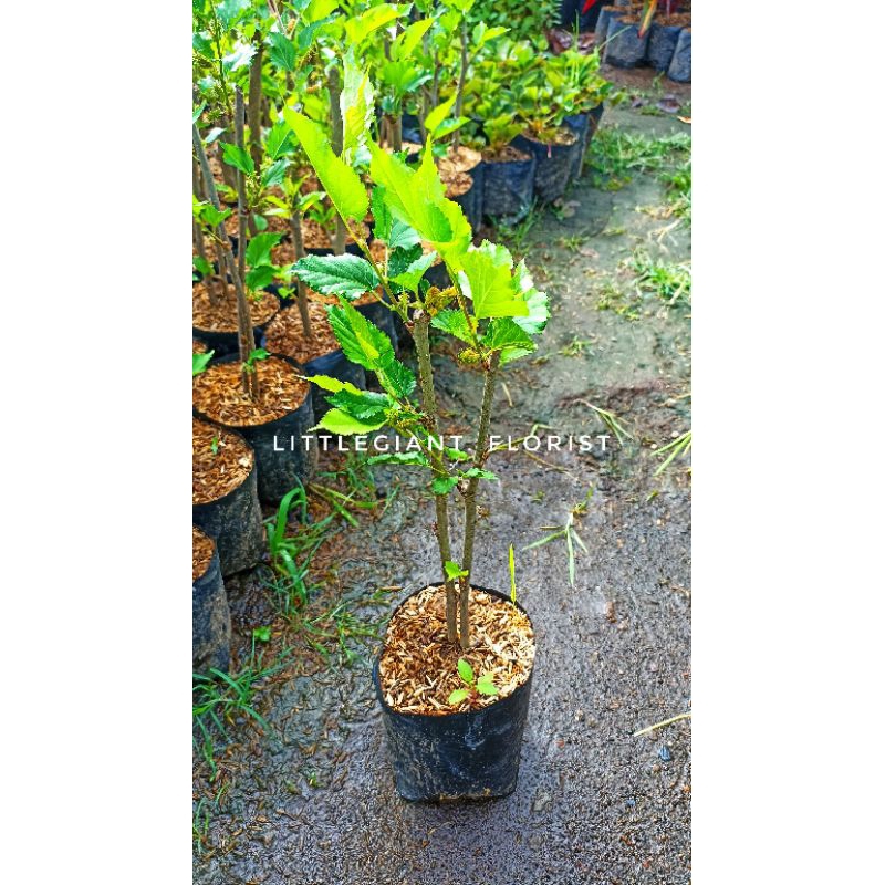 Bibit Tanaman Buah Murbei (Sudah Berbuah)