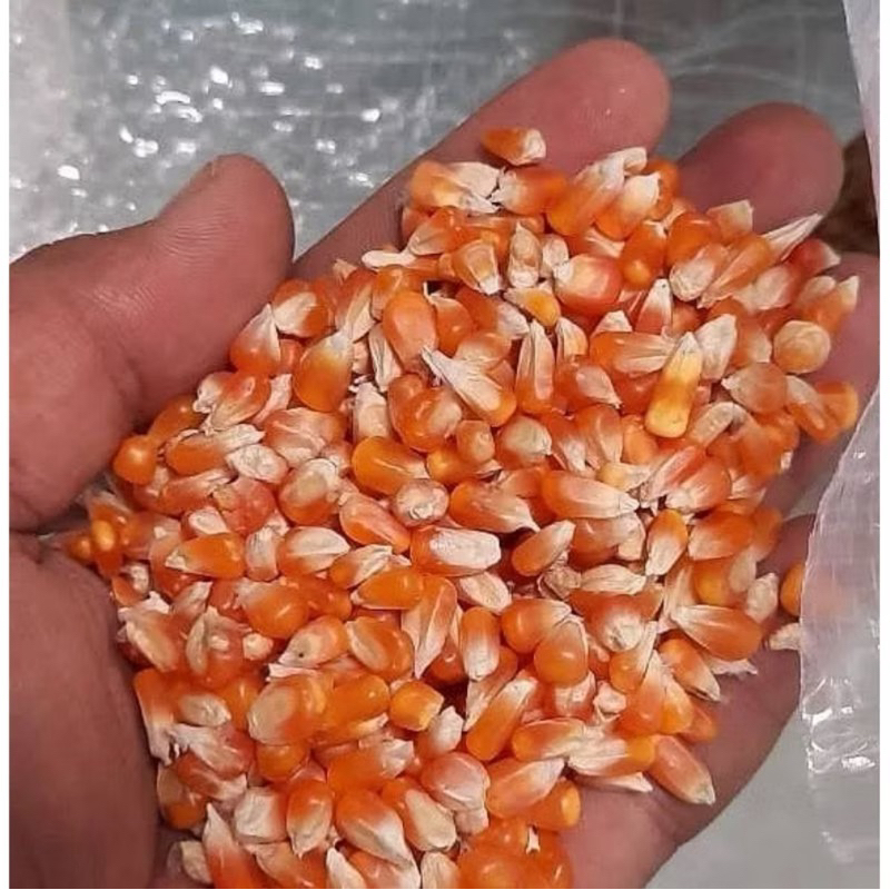 jagung unyil / jagung kristal 1 kg / jagung mini pakan merpati