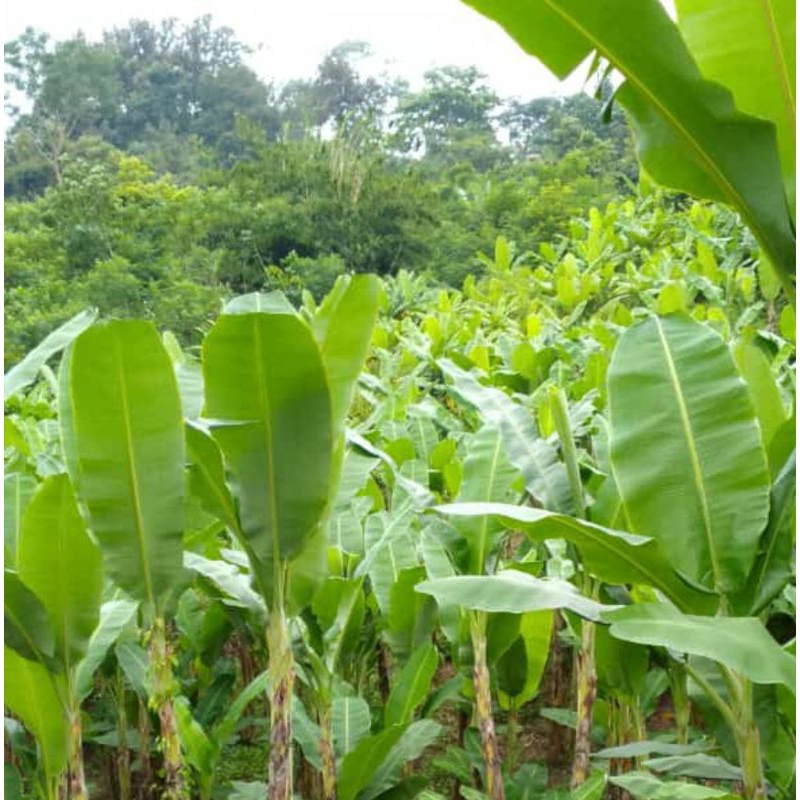 

daun pisang batu 1pelepah/2lembar