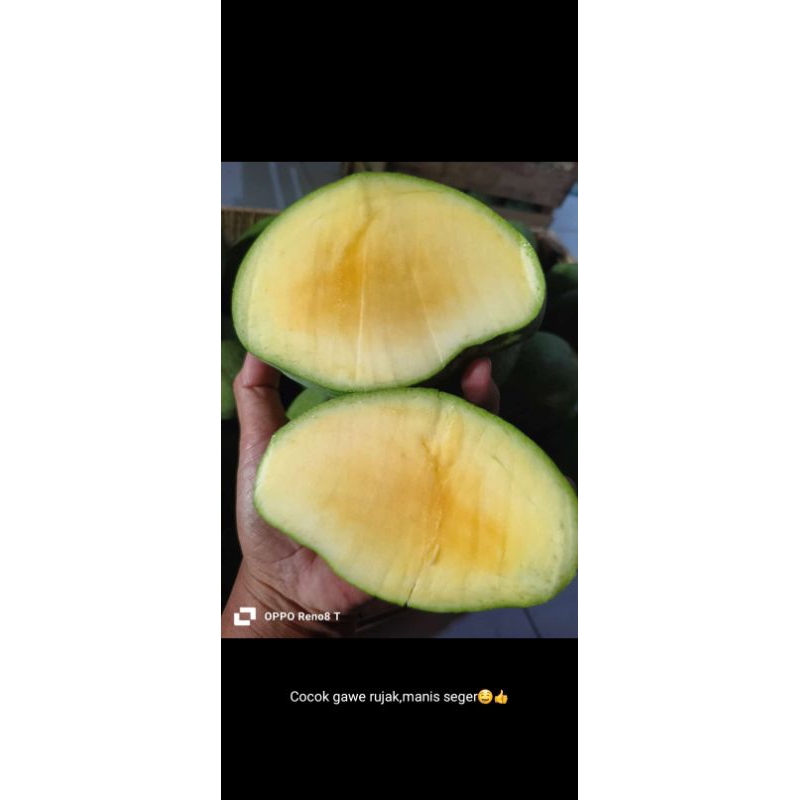 

mangga mengkal harumanis