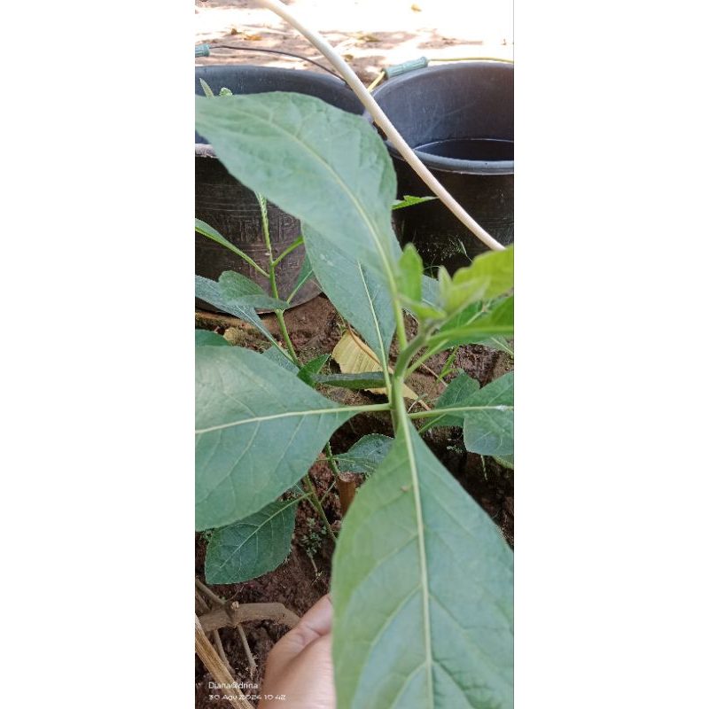 

Daun sambung nyawa (per 100lembar)