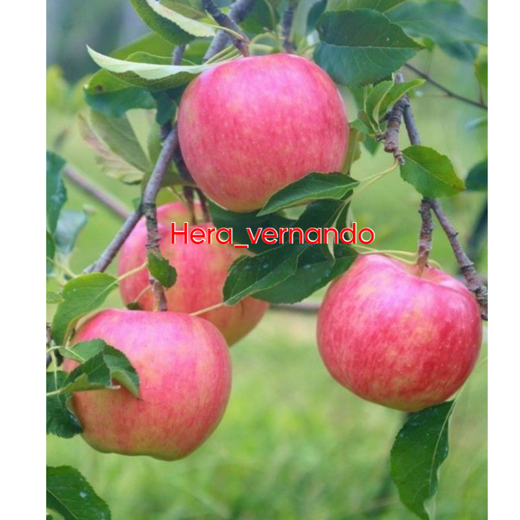 Bibit Apel Fuji Batang Besar Spesial