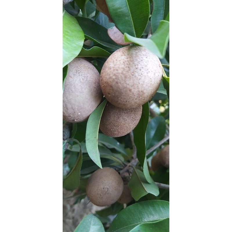 

buah sawo