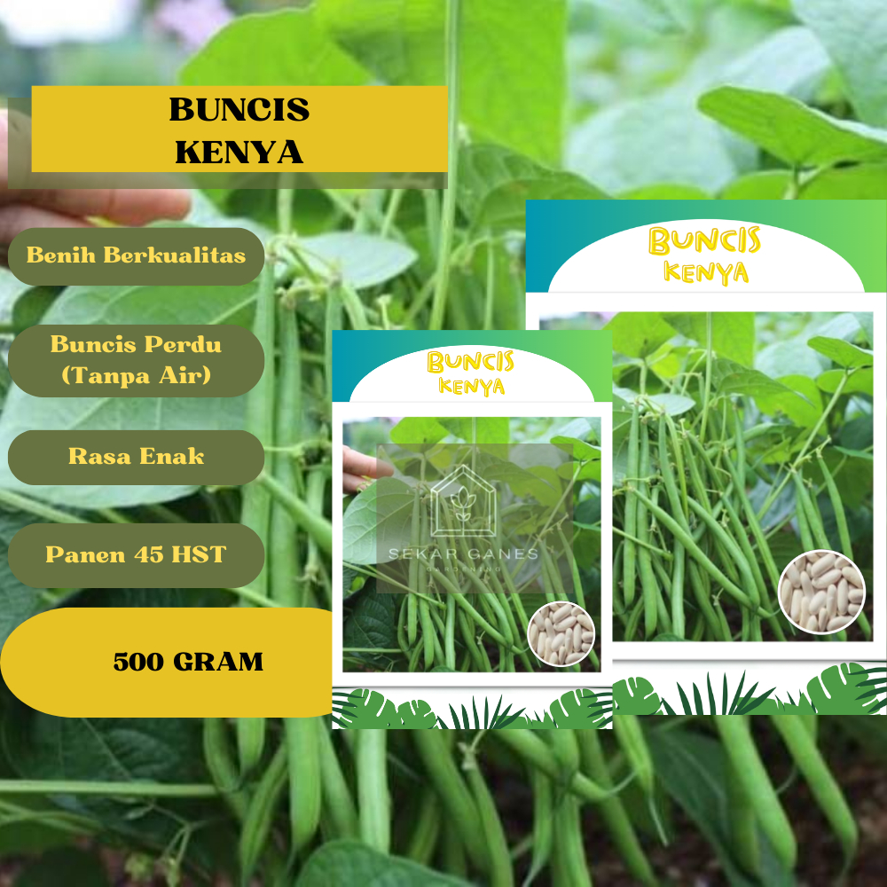 Benih Buncis Tidak Rambat KENYA_Repack 100/250/500 GRAM Benih Berkwalitas Bibit Buncis Perdu Tidak M