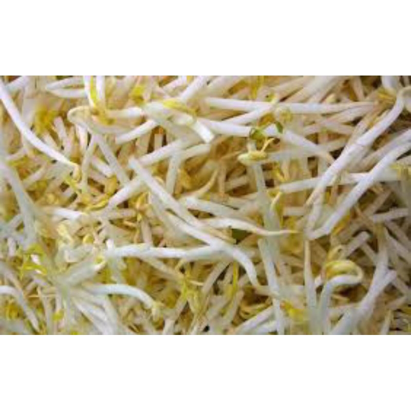 

toge biasa/toge kecil 500grm