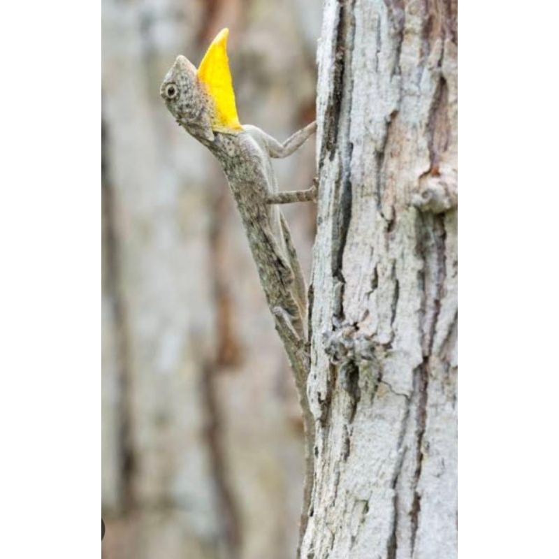 Tlarap Cicak Terbang 1 Pasang Langka Mainan Anak Jinak Obat Herbal Asma Termurah