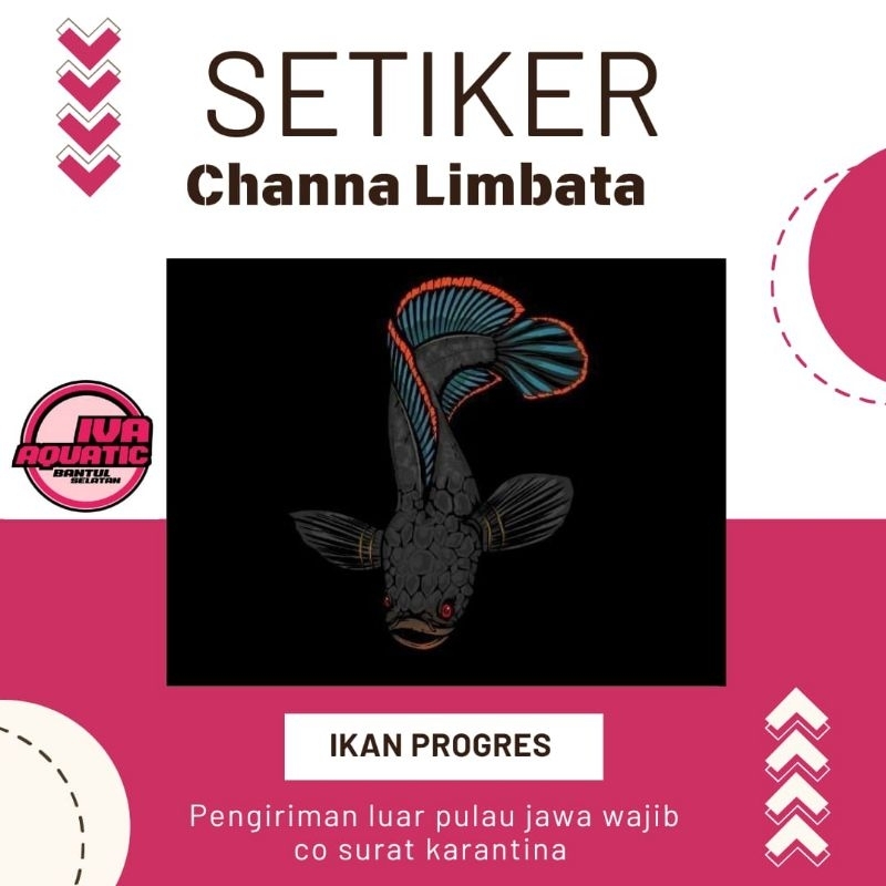 

Setiker Channa Limbata progres Singgel Tank