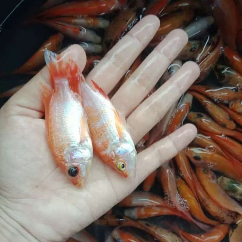 Bibit ikan nila merah Bangkok size 4-6cm isi 100ekor