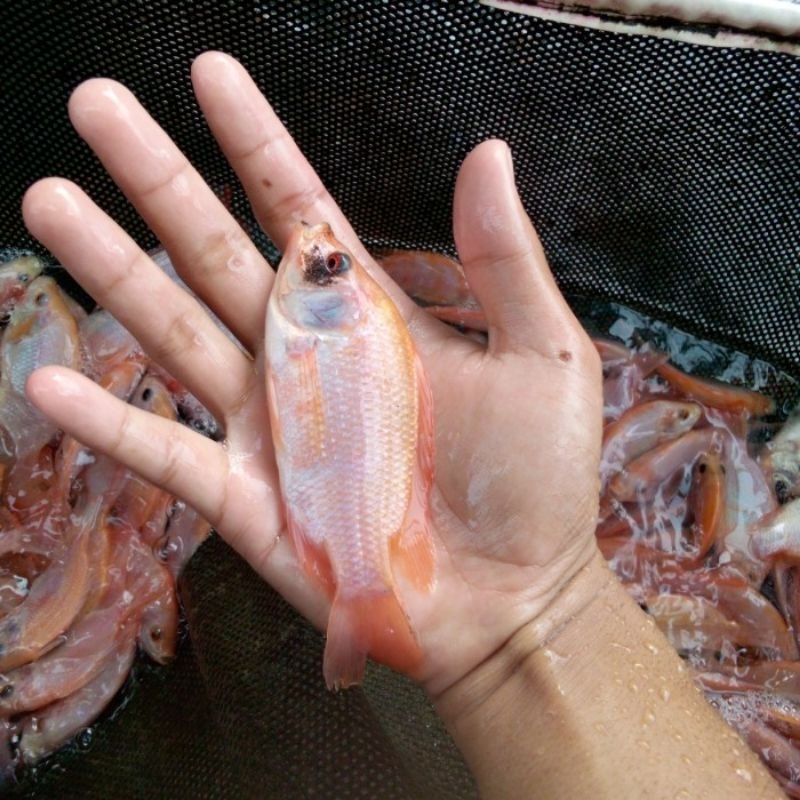 Bibit ikan nila merah Bangkok size 9-10cm isi 100ekor
