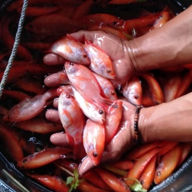 Bibit ikan nila merah Bangkok size 2jari'an