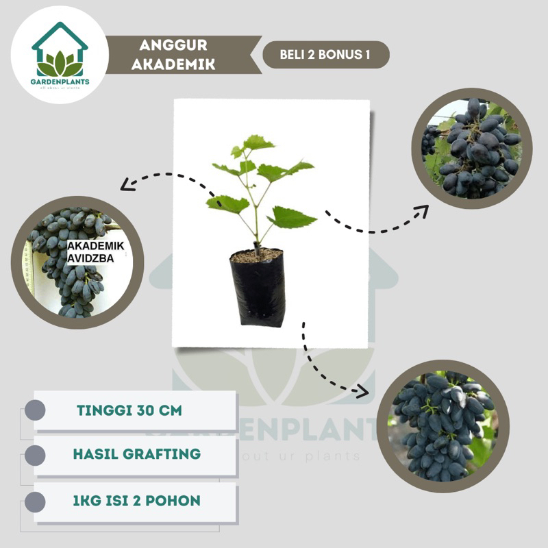 Ori Bibit Anggur Akademik - Anggur Impor Akademik