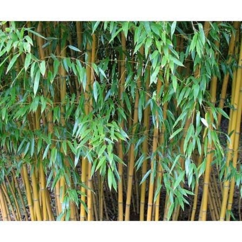 

jual daun bambu kuning segar kemasan 50 lembar