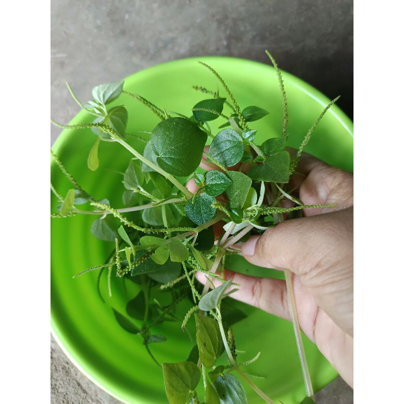 100 GRAM DAUN SIRIH CINA / HERBAL BISUL JERAWAT DLL