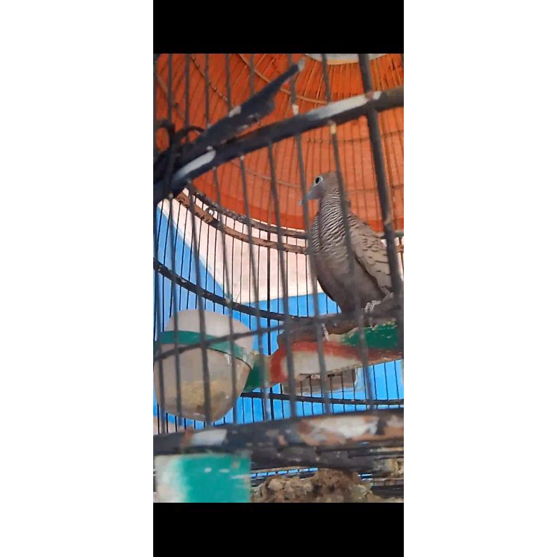 Burung perkutut cemani katuranggan banyumili