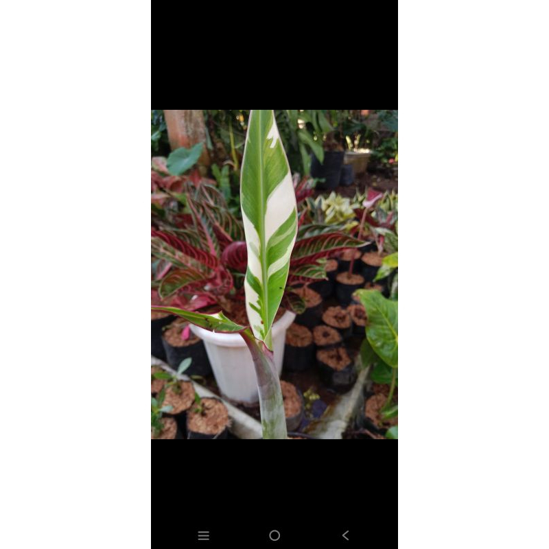 pisang varigata musae