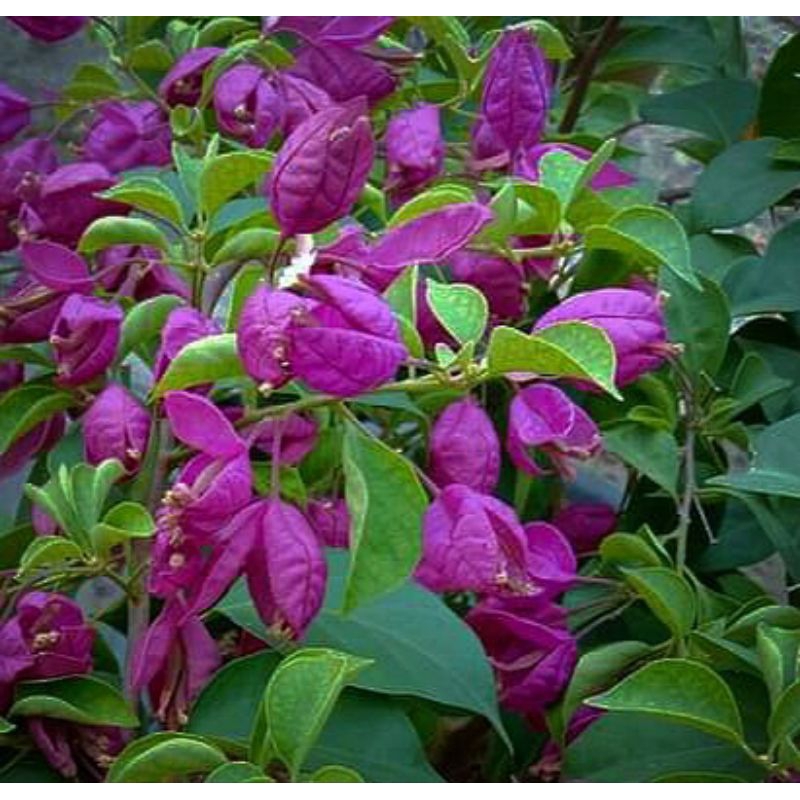 Bougenville Anggur sudah Berbunga