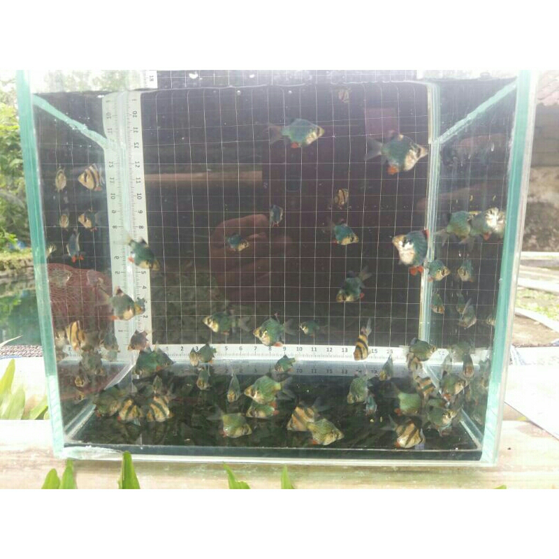 

10 ekor sumatra balon tiger dan green