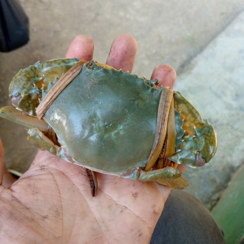 

kepiting 1kg isi random tergantung gede kecilnya