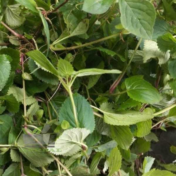 

Daun Empedu Tanah Segar Dan Akar Nya 1 kg fresh