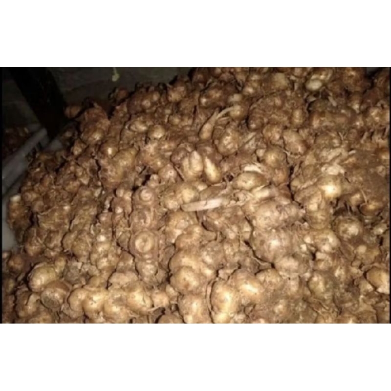 

KENCUR FRESH / CIKUR SEBLAK
