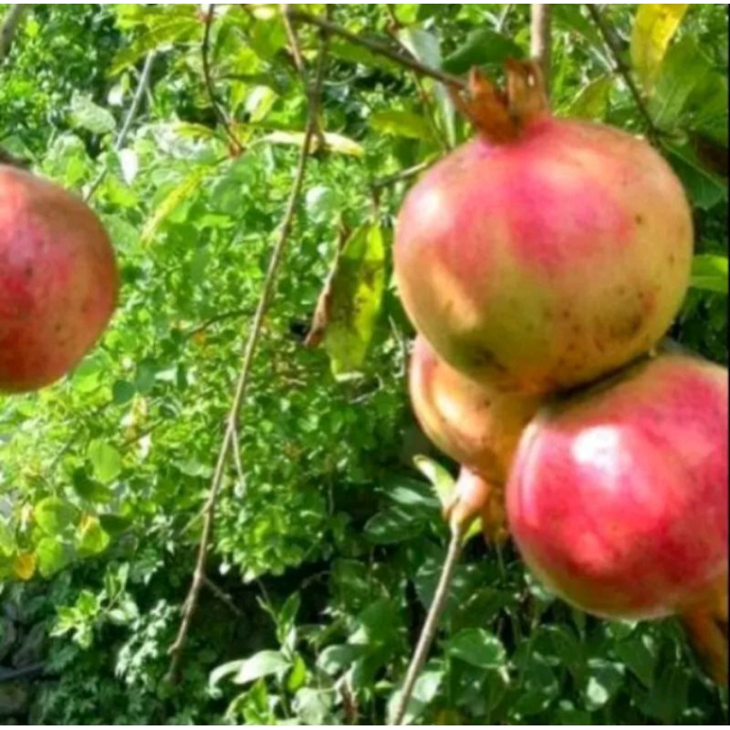 

BUAH DELIMA MERAH