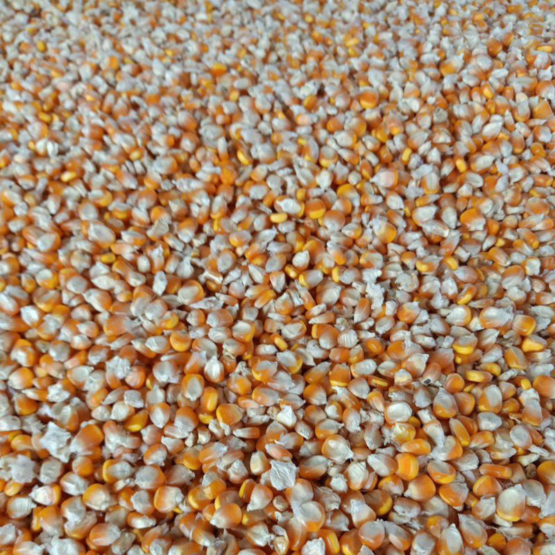 jagung pipil grade A pakan ternak