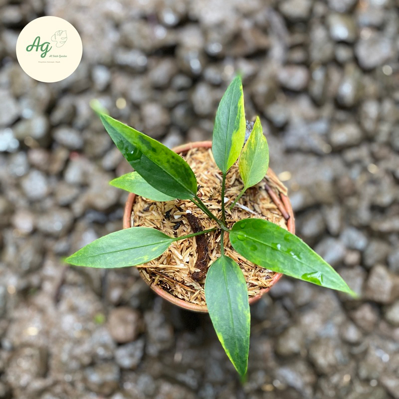 anthurium plowmanii varigata